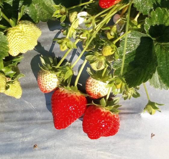 新鮮草莓(時價)